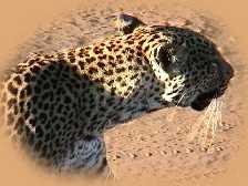Leopard on a mission!
