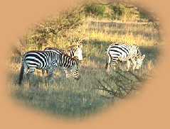 Zebra in trees.