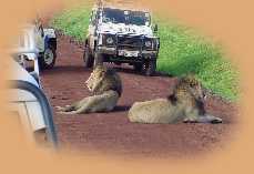 Lions blocking the road