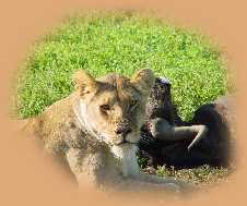 Lioness keeping the Hyena at bay, protecting the Buffalo the pride had killed the night before