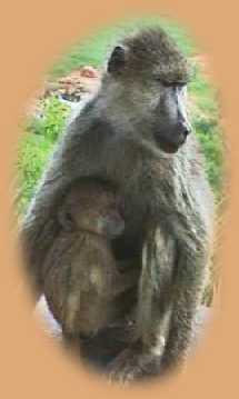 Baboon with baby.