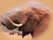 A lucky photograph of an elephant drinking and another pair fighting in the background.