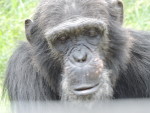 Chimpanzee