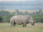 The Northern White Rhino