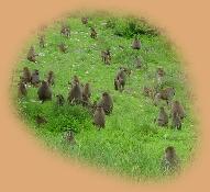 We haven't seen larger troops of Baboon than in Tarangire - there must be hundreds in some troops
