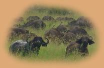 Buffalo smelling the air, as they are aware of our presence.