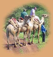 Camel safari at Lewa Downs. We did this after an early morning walking safari and a bush breakfast. Quite an active morning for us!