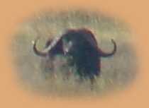 Cape Buffalo