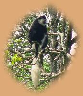 Colobus Monkey in the treetops