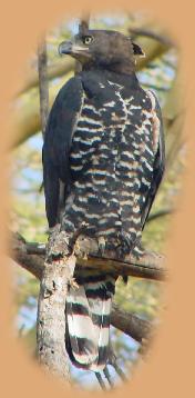 African Crowned Eagle just outside Finch Hatton's Camp. We think this was one of a pair of juveniles released the year before.