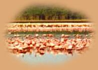 Flamingos in Lake Nakuru