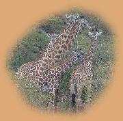 Family of giraffe