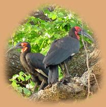 A pair of Ground Hornbills, pecking at a sign nailed to a tree - why?
