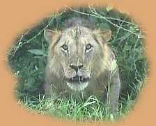 Mating male lion making a dummy charge at me - simply because I wanted a good photo of him!