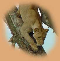Lioness using a tree to spot game