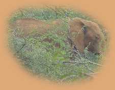 An lone male Elephant we encountered on another walking safari.