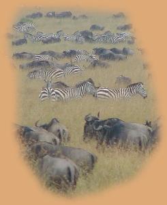 Zebra and Wildebeest - the migration in full swing