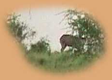 Waterbuck, a distant view on our Millenium walking safari.