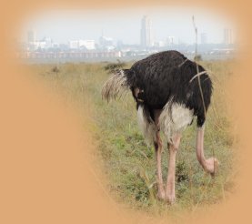 Common Ostrich close to Nairobi