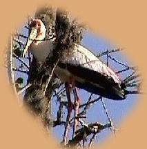Yellow-billed Stork. One of many varieties of bird in Kilifi Creek.