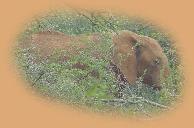 The Elephant we came across on our first bush walk at Loisaba We gave it a wide berth!