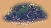 A pack of Wild Dogs - a rare treat. We watched them for 45 mins!